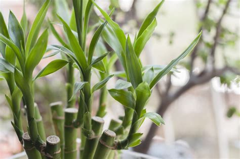 金枝玉葉植物風水|風水植物｜不只富貴竹！7款招財/招桃花植物推介+不 